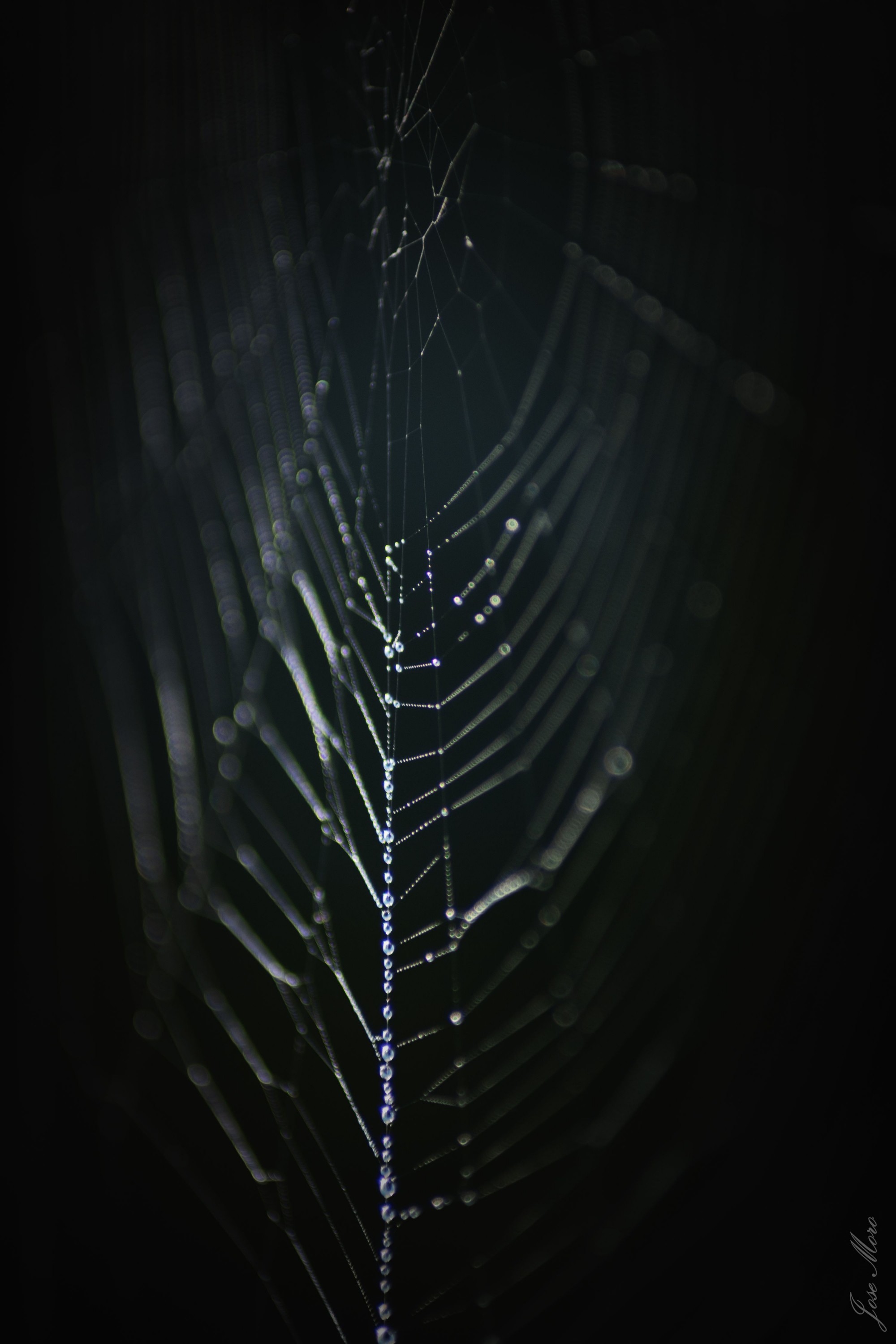 spidernet3 (1 de 1)
